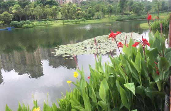 黑臭水体怎么处理？农村黑臭水体黄片APP91免费版方案